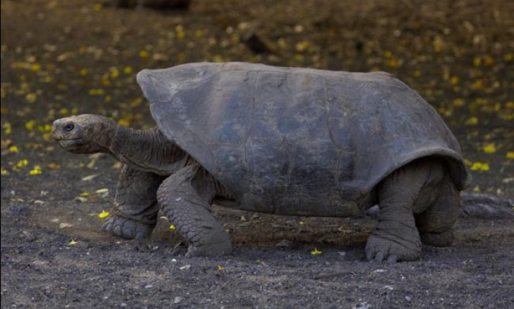 Sixième extinction : le déclin des vertébrés terrestres s’accélère selon une étude