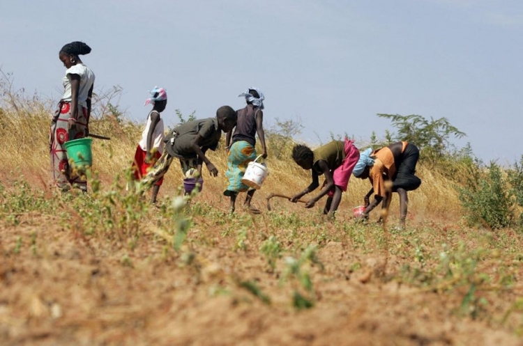 Afrique de l’Ouest : les paysans se mobilisent pour la biodiversité agricole