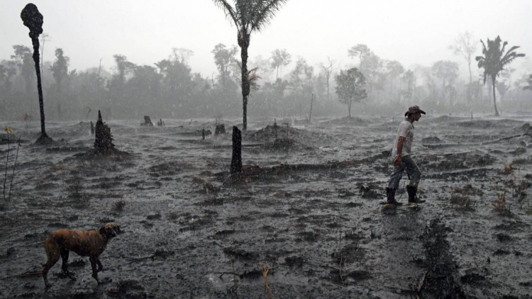Amazonie: pendant l’épidémie, la déforestation s’accélère