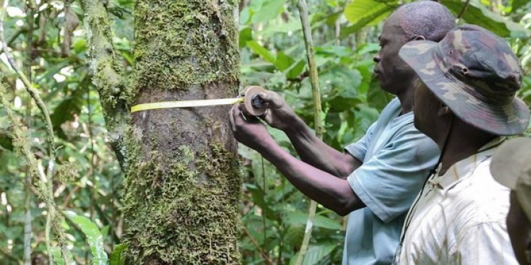 Congo : pourquoi démocratiser l’accès aux ressources forestières de la Sangha
