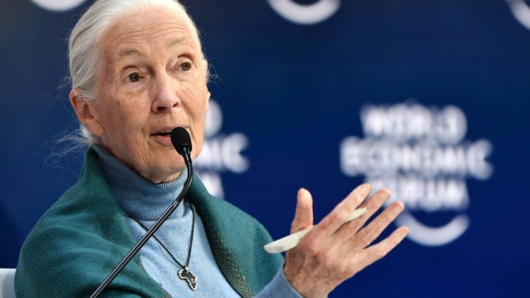 Coronavirus: les humains doivent cesser de “mépriser” la nature, avertit Jane Goodall