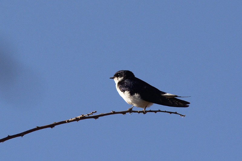 Les oiseaux éthiopiens menacés d’extinction par le changement climatique