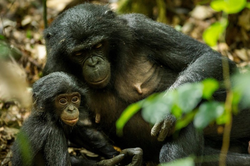 Le changement climatique et la dégradation des nids menacent la conservation des bonobos à l’état sauvage