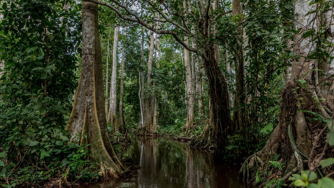 Dans le sud du Bénin, l’une des dernières forêts marécageuses en danger