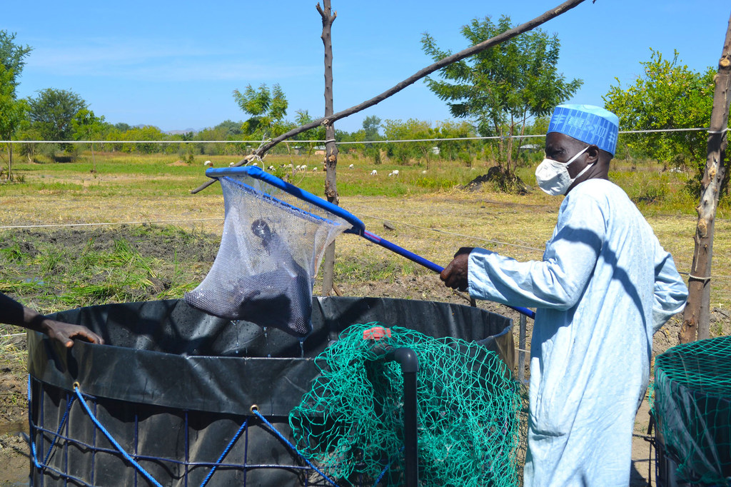 Exploiter le potentiel de l’aquaculture au Cameroun
