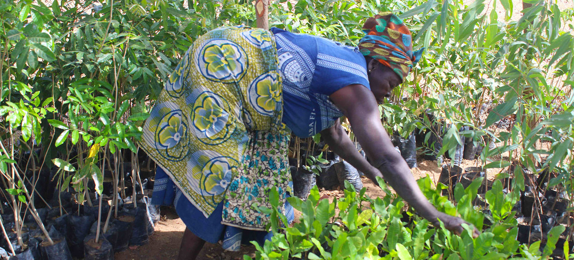 Afrique : le traité de libre-échange peut favoriser le commerce durable de la biodiversité africaine (CNUCED)