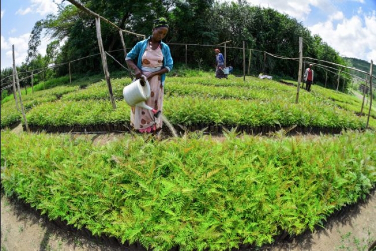 Malgré des accrocs, l’Ethiopie amplifie sa campagne de reforestation