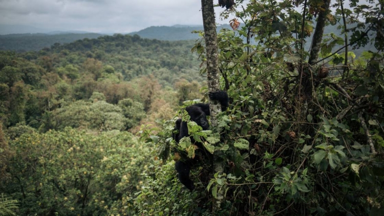 Le recul s’accélère en Afrique pour la forêt, mère nourricière des plus fragiles