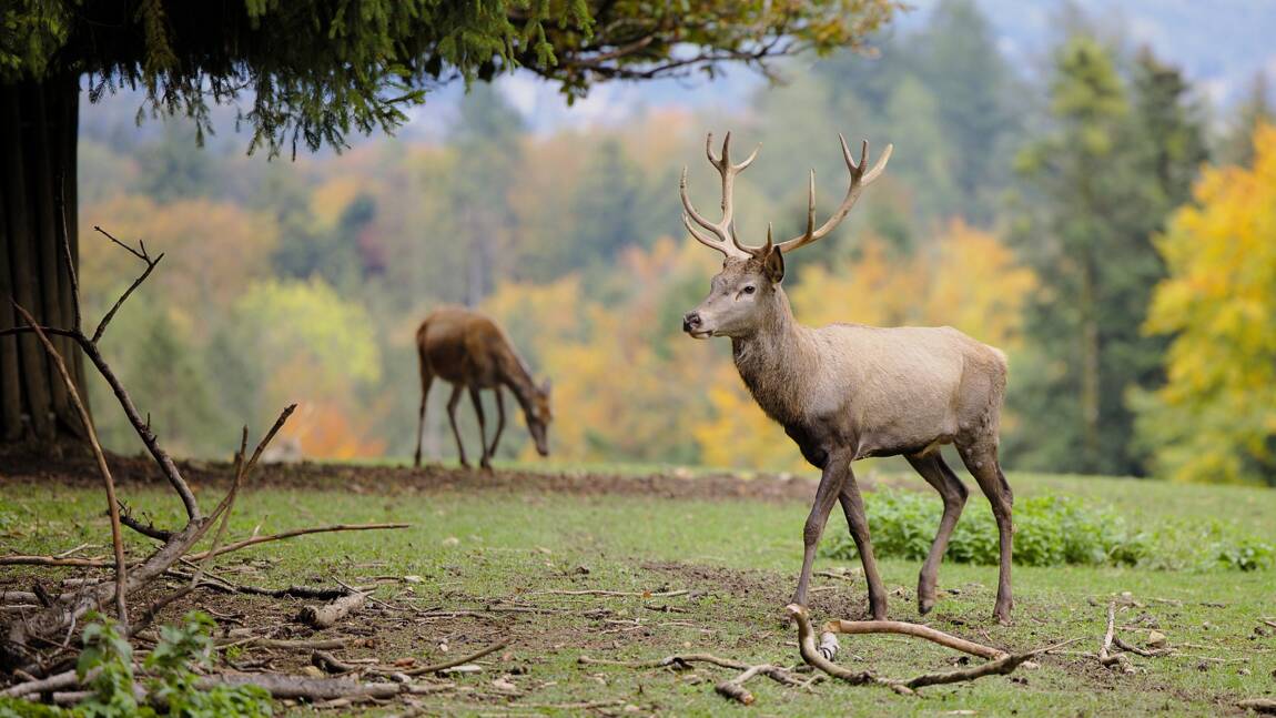 Réensauvagement en Europe : ces territoires rendus à la nature