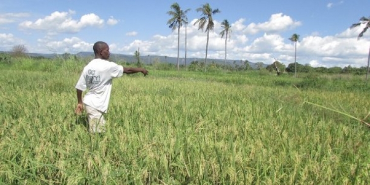 Rwanda : la Banque mondiale débloque 71 millions de dollars pour le secteur agricole