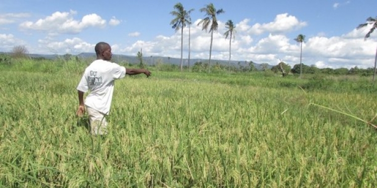 Rwanda : la Banque mondiale débloque 71 millions de dollars pour le secteur agricole