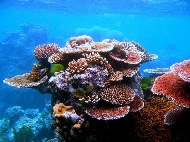Sept liens entre les récifs coralliens et vous