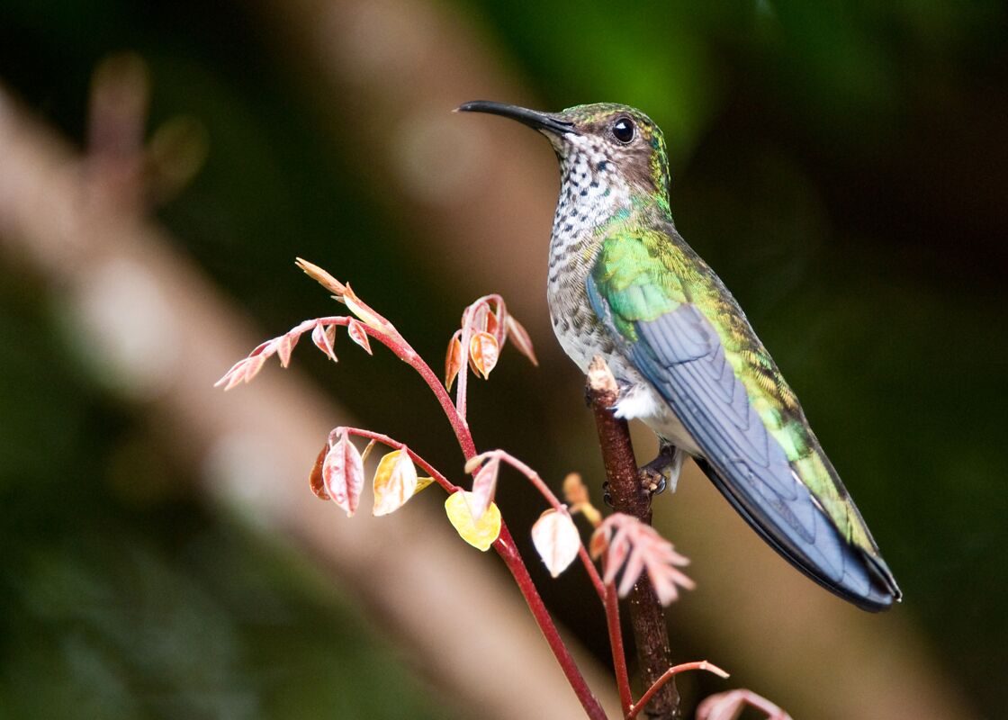 Chez ces colibris, les femelles se déguisent parfois en mâles pour éviter d’être agressées