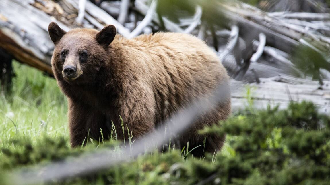 Yellowstone, l’exemple américain (réussi) de réensauvagement