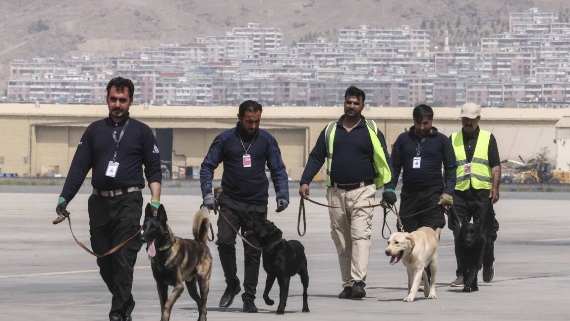 Abandonnés à leur sort, les chiens de l’aéroport de Kaboul se reprendront du service