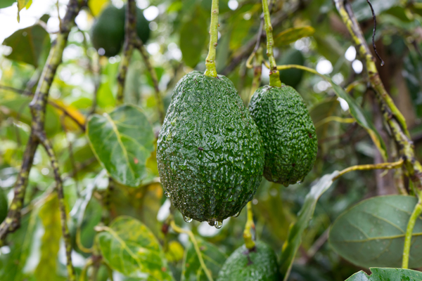 Vanille, avocat… Des dizaines de variétés sauvages sont menacées d’extinction