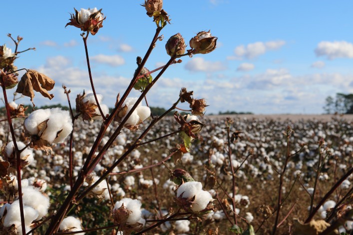 L’ORÉAL, LVMH, PERNOD RICARD… L’EFFONDREMENT DE LA BIODIVERSITÉ EST UNE MENACE POUR LES ENTREPRISES