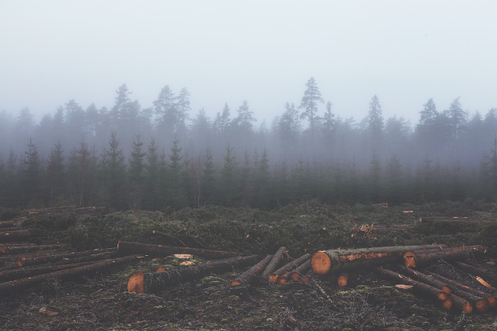 2020, ANNÉE LA PLUS MEURTRIÈRE POUR LES DÉFENSEURS DE L’ENVIRONNEMENT