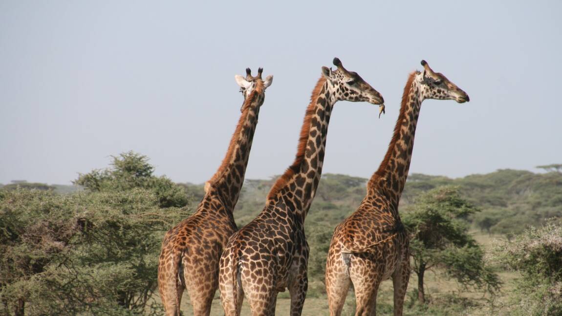 En Tanzanie, la nature reste reine