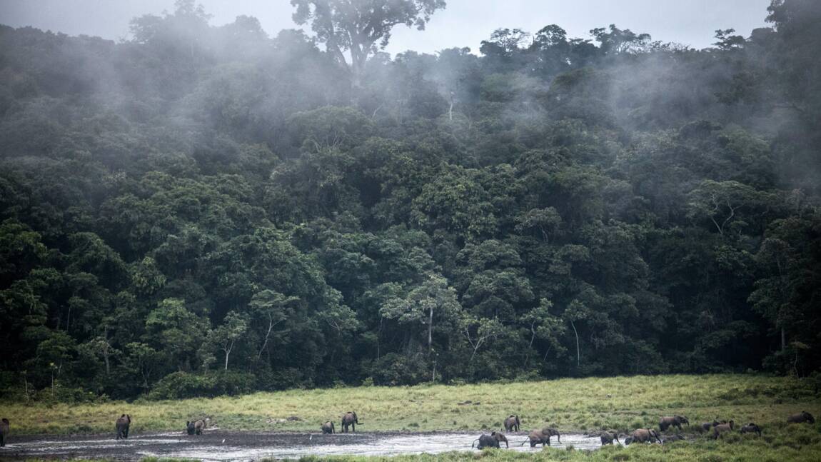 Evaluer et financer le stockage de CO2: la forêt gabonaise en exemple