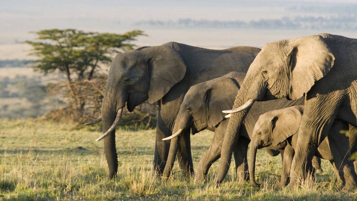 Le Kenya recense sa faune et salue une hausse de sa population d’éléphants