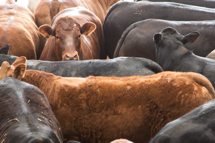 LES 20 PLUS GROSSES ENTREPRISES DE VIANDE ET DU LAIT ÉMETTENT AUTANT DE CO2 QUE L’ALLEMAGNE