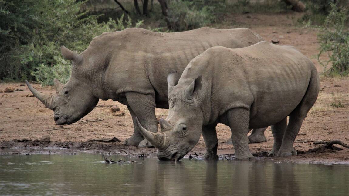 L’extinction des rhinocéros dans le monde, une fatalité ?