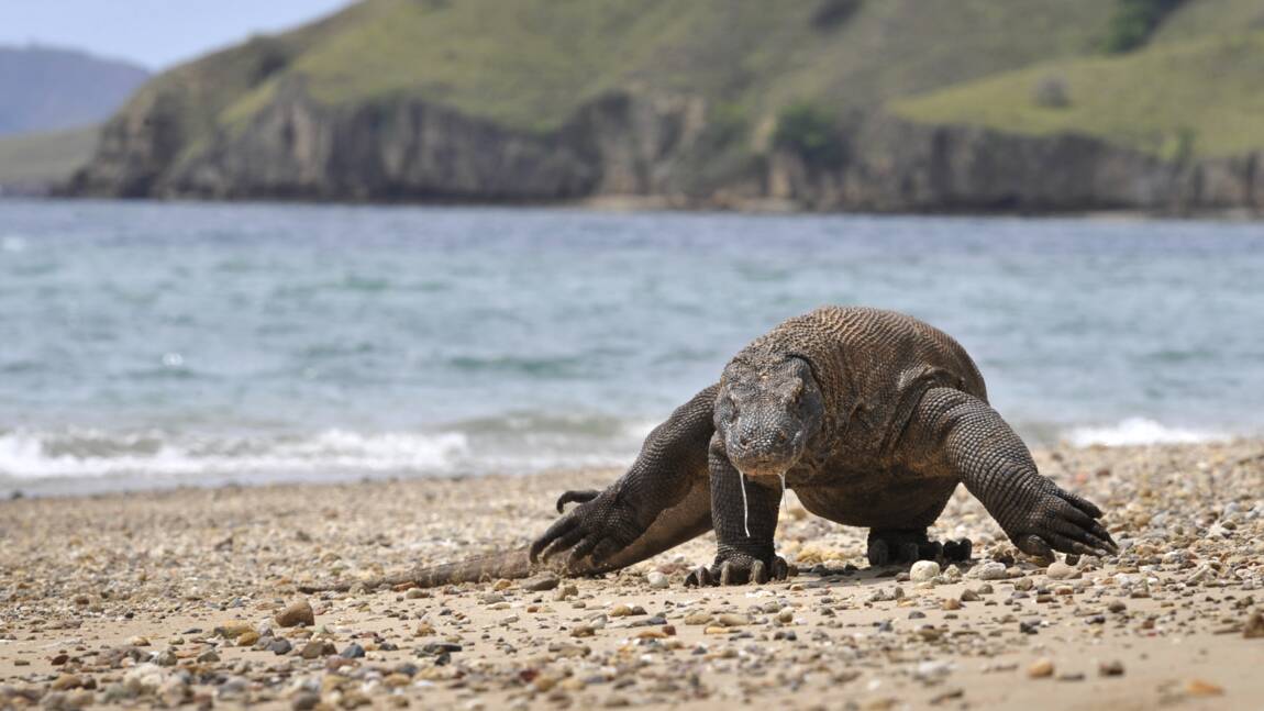 “Liste rouge” de la nature: le dragon de Komodo et de nombreux requins menacés