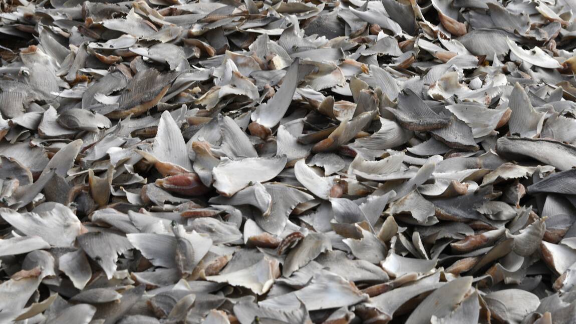 Plus de 3.000 ailerons de requins saisis en Colombie