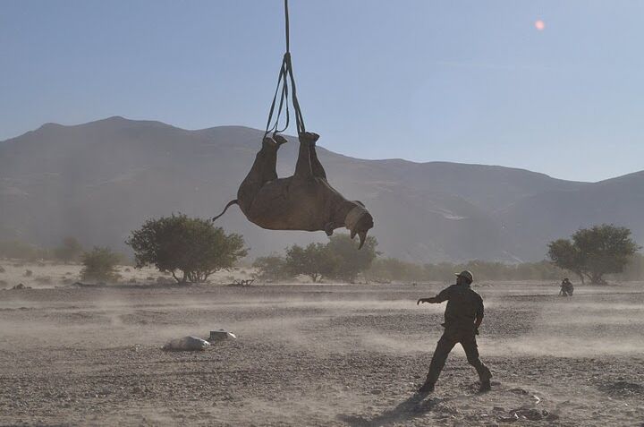 Transporter un rhinocéros la tête en bas est-il dangereux ? Une étude insolite remporte un Ig Nobel