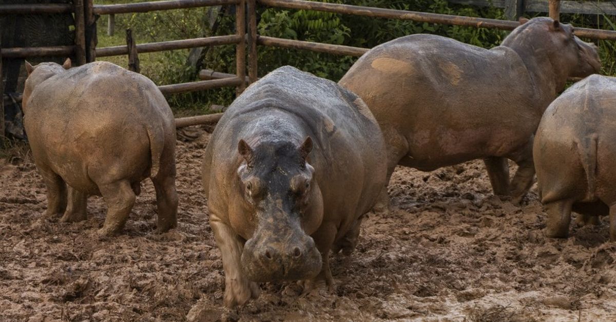 En Colombie, on stérilise les envahissants descendants des hippopotames de Pablo Escobar