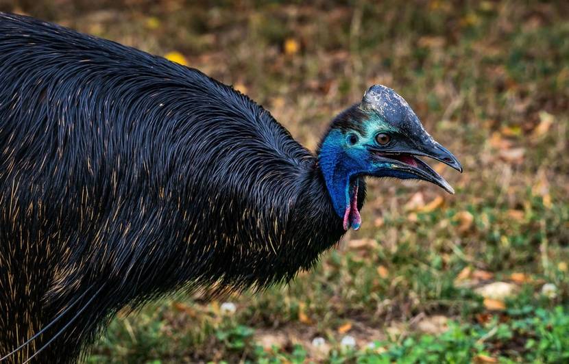 Il y a 18 000 ans les humains élevaient des casoars à casque, les oiseaux les plus dangereux au monde