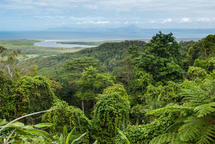 Australie : un peuple aborigène devient le gardien de Daintree, la plus vieille forêt tropicale du monde