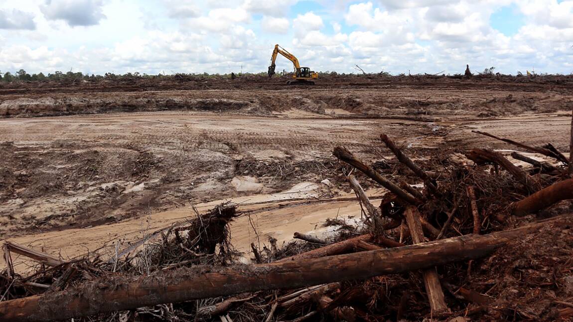 Déforestation: l’échec d’un accord majeur en Indonésie souligne l’ampleur du défi