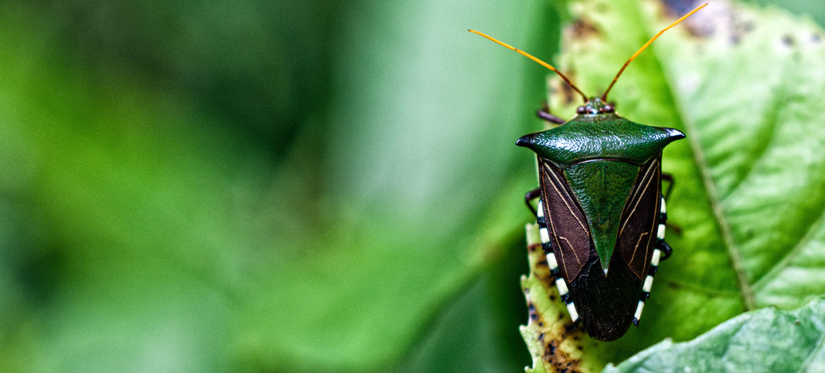L’engagement de plus de 100 pays envers la biodiversité crée l’espoir de « vivre en harmonie avec la nature »