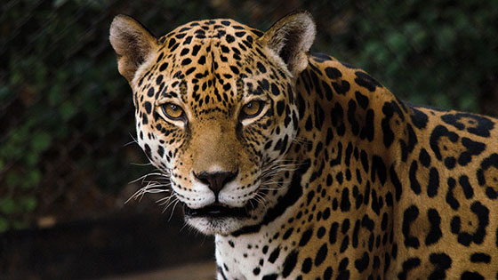 Le premier jaguar né d’un programme de reproduction réintroduit en Argentine