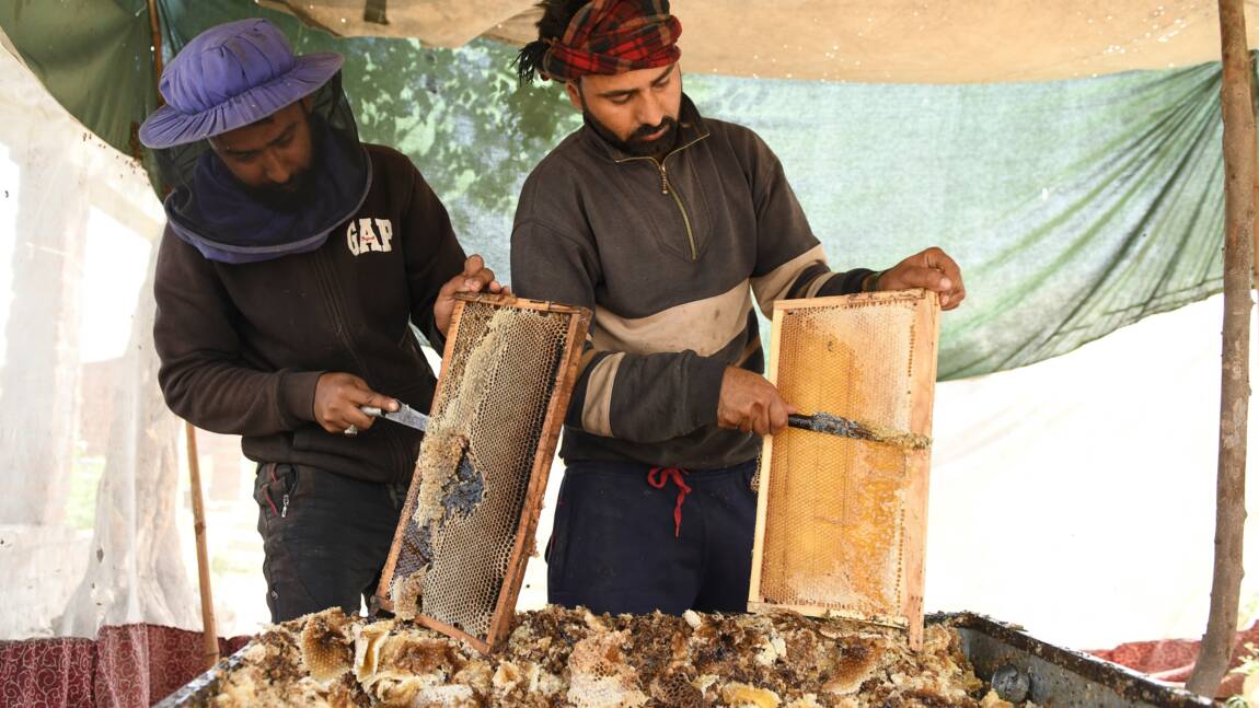 Les apiculteurs du Cachemire indien et leurs abeilles transhument vers le sud en quête de chaleur et de pollen