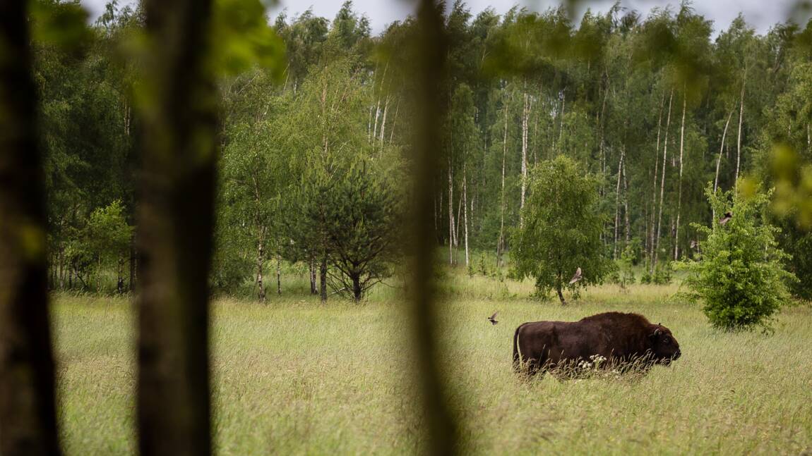Les écologistes polonais dénoncent la reprise des coupes dans la forêt primaire de Bialowieza.