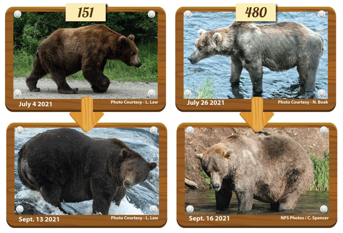 Voici Otis 480, le “plus gros ours” du parc national de Katmai en Alaska