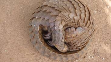 En 11 ans, au moins 800.000 pangolins aurait été tués au Nigéria pour leurs écailles