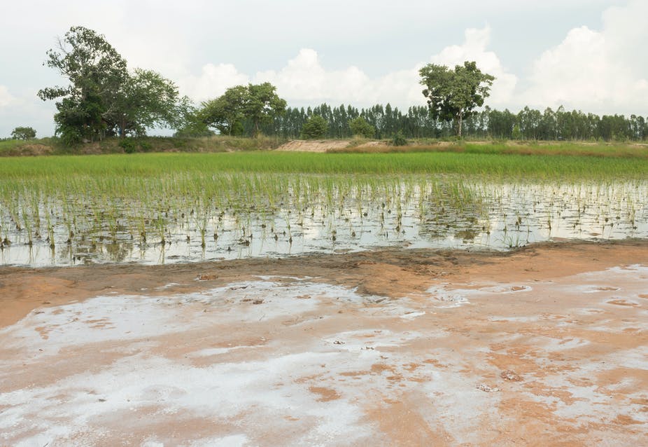 La salinisation des sols, un défi majeur pour la sécurité alimentaire mondiale