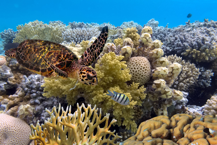 LA GRANDE BARRIÈRE DE CORAIL EST TOUCHÉE À 98 % PAR LE BLANCHISSEMENT