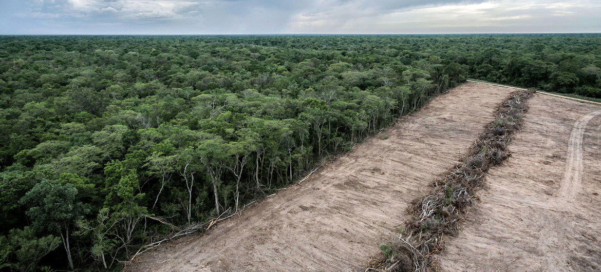 COP26 : l’expansion agricole est responsable de près de 90% de la déforestation dans le monde