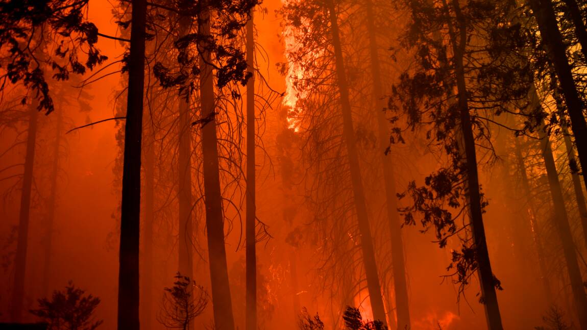 Les feux de forêts en Californie ont détruit des milliers de séquoias géants