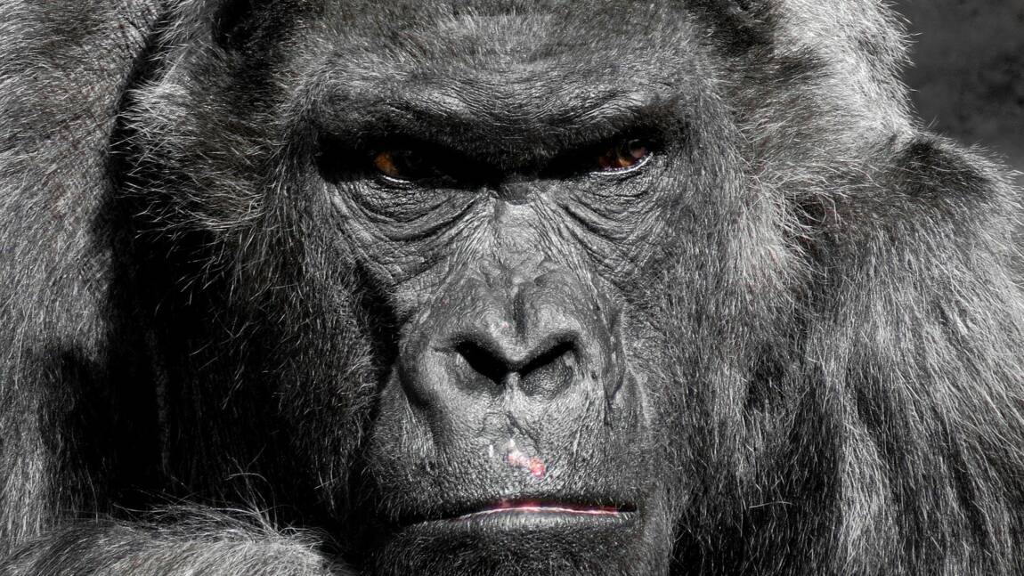Les zoos européens envisagent d’euthanasier des gorilles mâles pour éviter la surpopulation