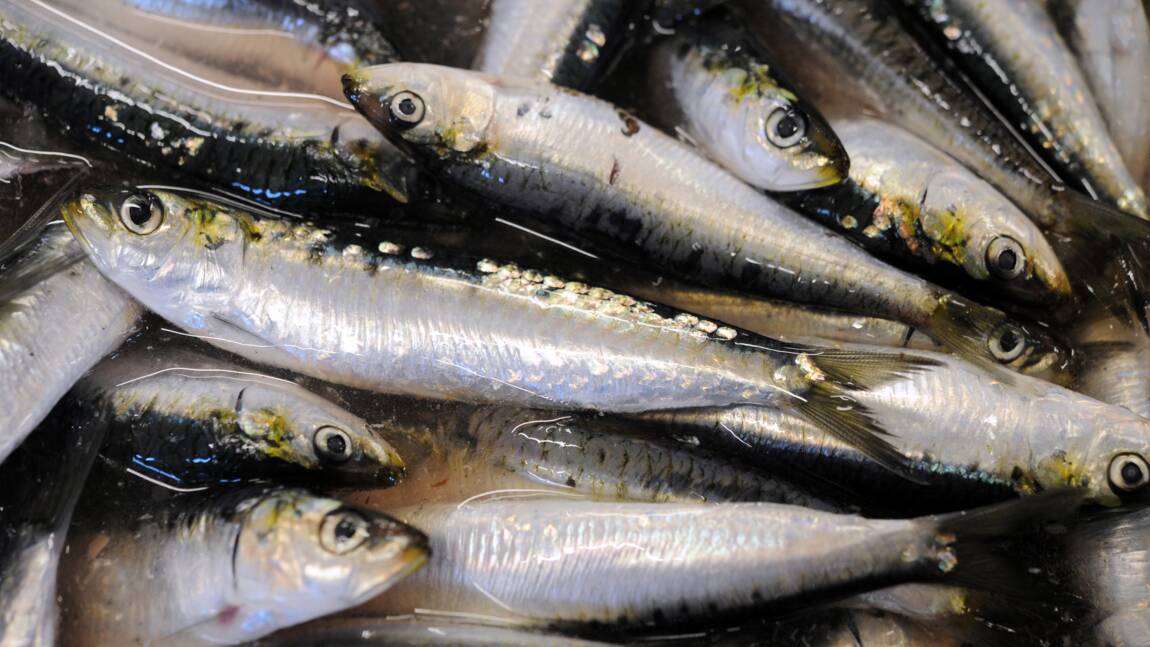 Sardines de plus en plus petites: une modification de l’environnement en cause