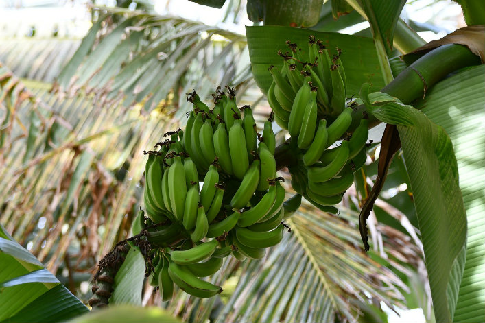 ANTILLES ET PESTICIDE : LE CANCER DE LA PROSTATE LIÉ AU CHLORDÉCONE EST UNE MALADIE PROFESSIONNELLE