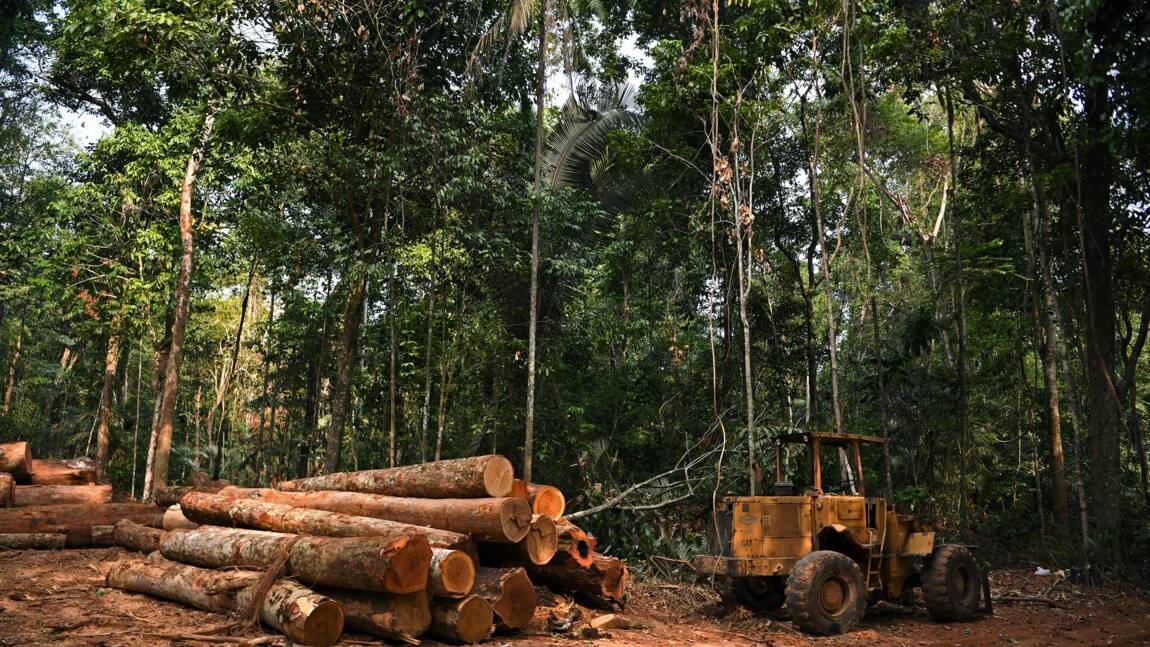 Déforestation et changement climatique, une menace pour le travail en extérieur