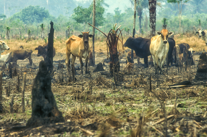 AUCHAN, LIDL, CARREFOUR : DES SUPERMARCHÉS EUROPÉENS BOYCOTTENT DES PRODUITS BRÉSILIENS POUR LUTTER CONTRE LA DÉFORESTATION