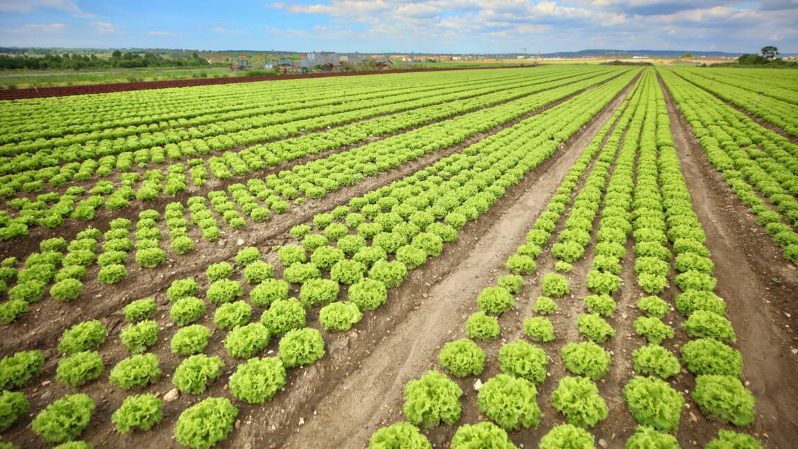 La baisse des ressources en terres et en eau, menace pour la sécurité alimentaire de demain